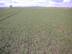 Pszenica ozima odmiana NORIN