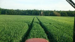 Pszenica ozima Ostroga