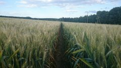 Pszenica ozima Ostroga