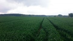 Pszenica ozima Ostroga