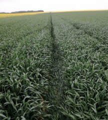 pszenica ozima Patras