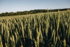 Pszenica ozima Patras