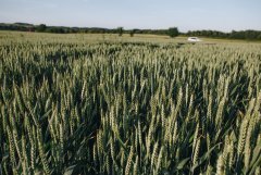 Pszenica ozima Patras