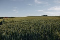 Pszenica ozima Patras