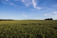 Pszenica ozima Patras