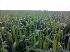 Pszenica ozima Polanka