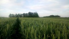 Pszenica Ozima Primus