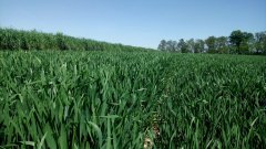 Pszenica Ozima Primus