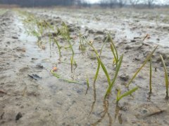 Pszenica ozima Primus