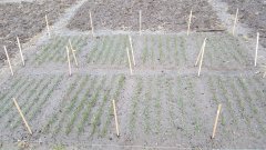 Pszenica ozima różne odmiany - poletka