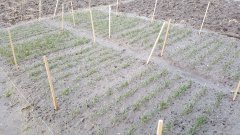 Pszenica ozima różne odmiany - poletka