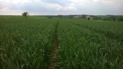 Pszenica ozima Sailor