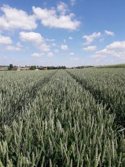 Pszenica ozima Skagen