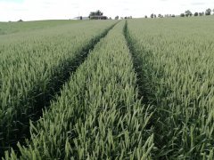 Pszenica ozima Skagen