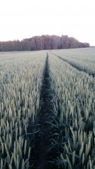 Pszenica ozima Skagen