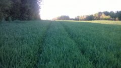 Pszenica ozima Tabasco