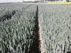 Pszenica ozima Tacitus