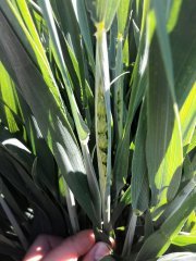 Pszenica ozima Tacitus