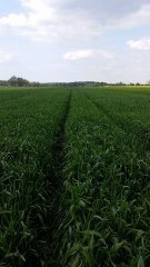 Pszenica ozima Tobak