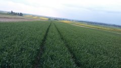 Pszenica ozima Toras