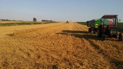 Pszenica ozima toras