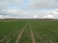 Pszenica Ozima - Toras