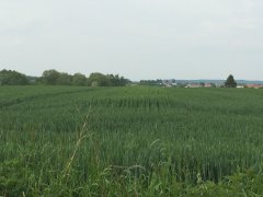 Pszenica sailor 23 05