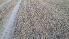 Pszenica solehio 4.02.2016.