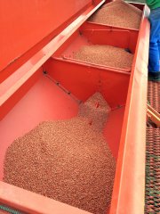 Pszenica - załadunek do siewnika