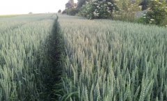 Pszenica zimowa Arctis