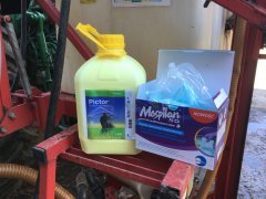 Rzepak - zabieg na płatka i szkodniki