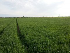 Toras
