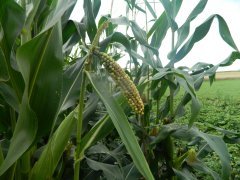 Codimon- wybryk natury