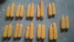 Kolby kukurydzy KWS
