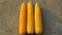 Kolby kukurydzy