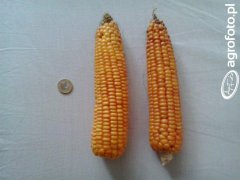 Kukurydza Ambrosini