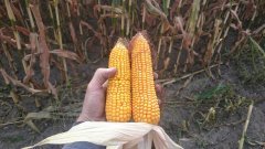 kukurydza codegrine & rosomak