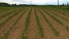 Kukurydza FARMSAAT AG