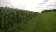 Kukurydza Kresowiak/ Dumka