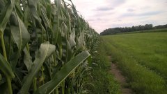 Kukurydza Kresowiak/ Dumka