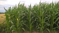 Kukurydza Kresowiak/ Dumka