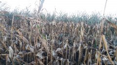 Kukurydza KWS Kwinns