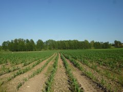 Kukurydza KWS Ronaldinho