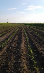 Kukurydza MULTIPLEXX