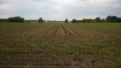 Kukurydza Pioneer PR39A98