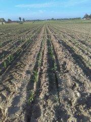 Kukurydza siew krzyżowy.