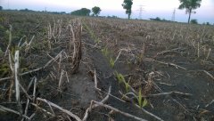 Kukurydza  Syngenta Delitop
