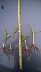 Kukurydza  Syngenta Delitop