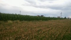 Kukurydza Ułan