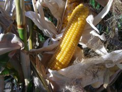 Kukurydza